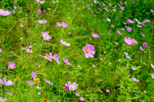 Cosmos flowers of Uttarakhand 
