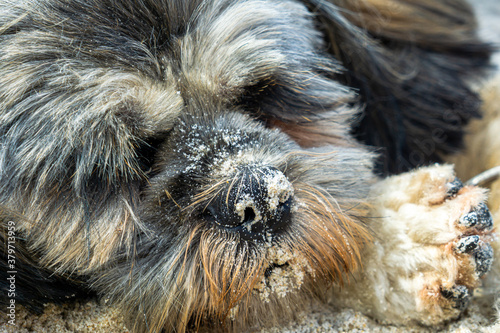 Close-up of shih tzu laying in a sand on the beach