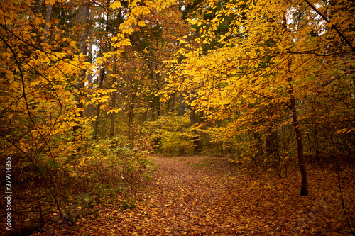 Autumn forest strewn with yellow leaves.