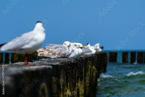 The European herring gulls (Larus argentatus) sitting on a wooden breakwater on the sea