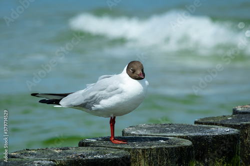 Adult black-headed gull (Chroicocephalus ridibundus) standing on a wooden breakwater in the summer