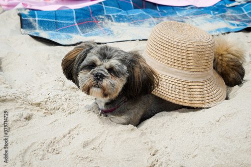 Shih Tzu sunbathing on a beach with a straw hat on the back, buried in sand
