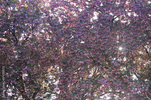 Pink cherry blossom on some trees in spring