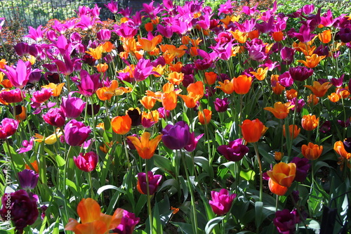 Orange, purple and yellow tulips blossom in spring