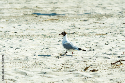 Seagull (the black-headed gull) walking on the beach