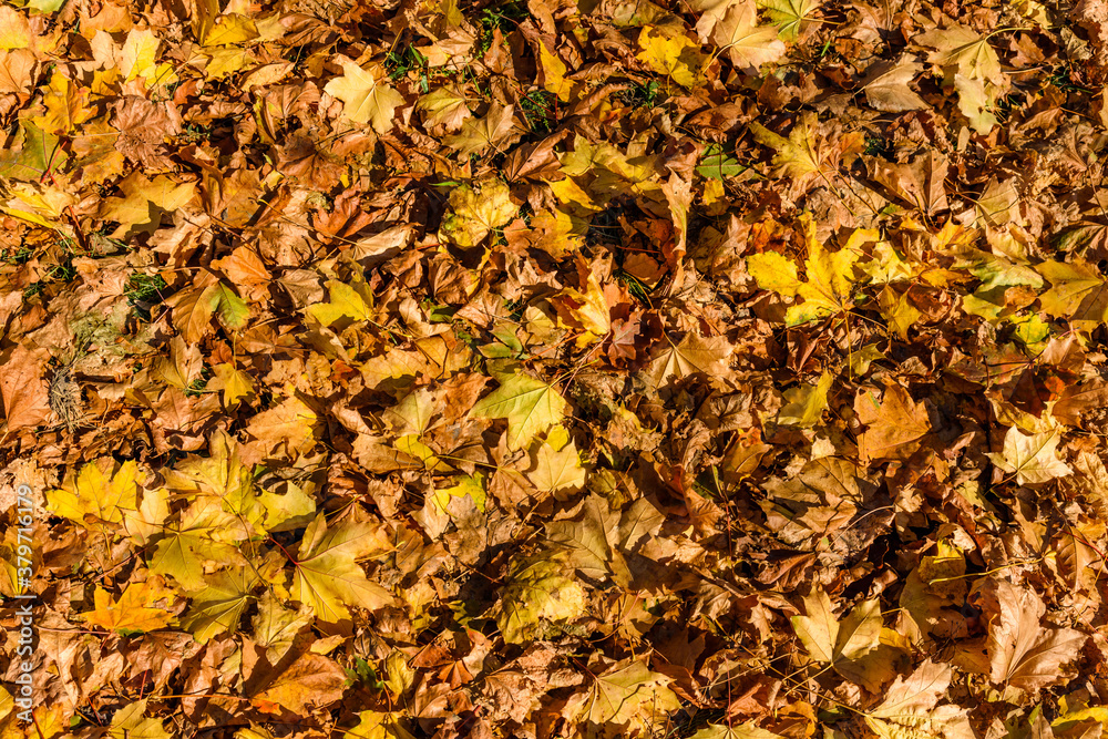Background of yellow fallen maple leaves Background of yellow fallen maple leaves