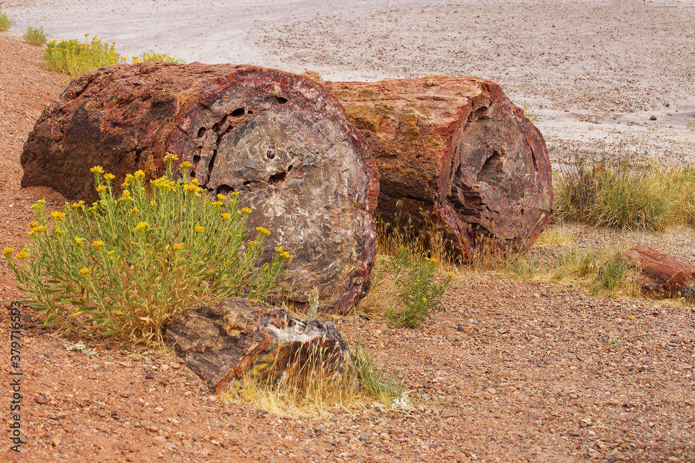 Fototapeta premium A close up of two stone logs in the desert landscape of Petrified National Forest, Arizona, USA.