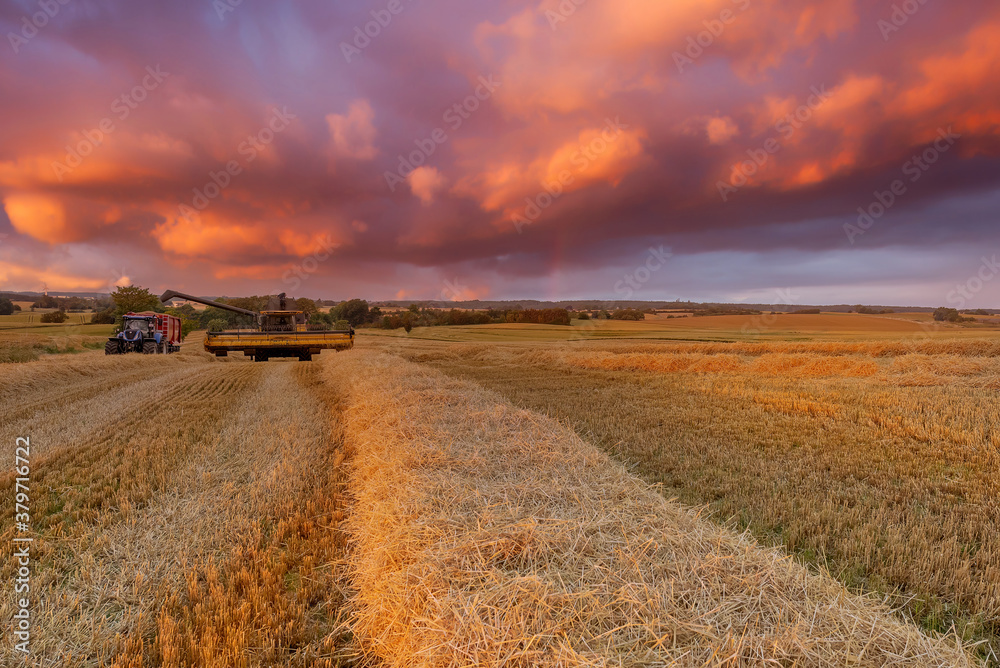A combine harvester doing its seasonal work in a field of wheat, Jutland, Denmark at sunset.