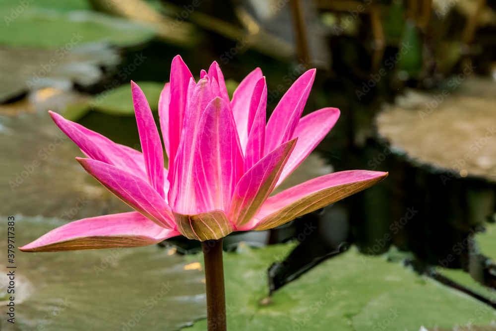 Hairy Water Lily (Nymphaea pubescens) in greenhouse Hairy Water Lily (Nymphaea pubescens) in greenhouse