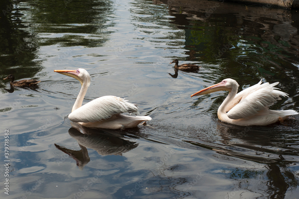 Two large pelicans swim on the lake with ducks Two large pelicans swim on the lake with ducks