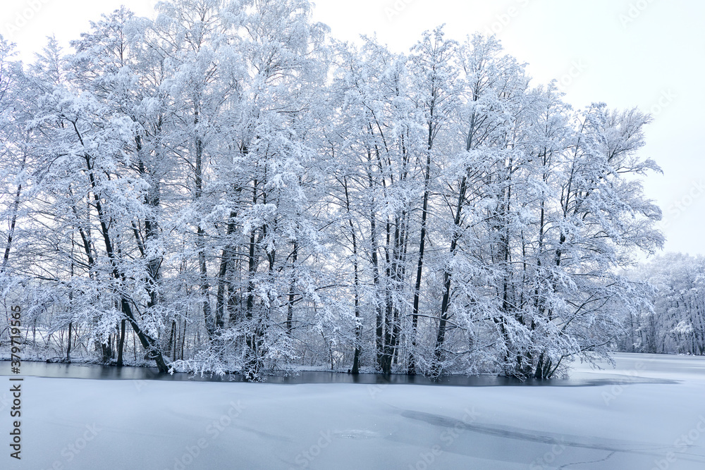 beautiful winter park with snow beautiful winter park with snow