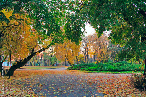 Autumnal park with promenade path and big trees in yellow and green leaves