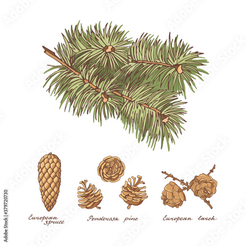Coniferous branch and cones of Ponderosa pine, European larch and European spruce on a white background. Colorful vintage hand-drawn set. Vector illustration.