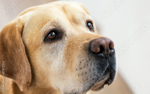 close up white adorable Labrador retriever looking serious