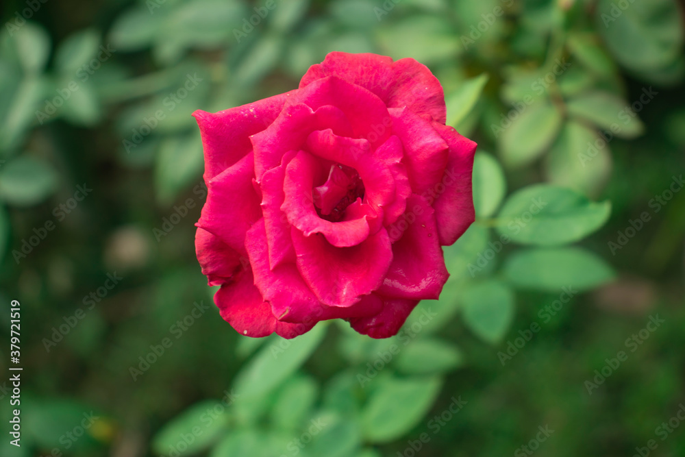 Red rose bouquets featuring red rose in the gradern Red rose bouquets featuring red rose in the gradern