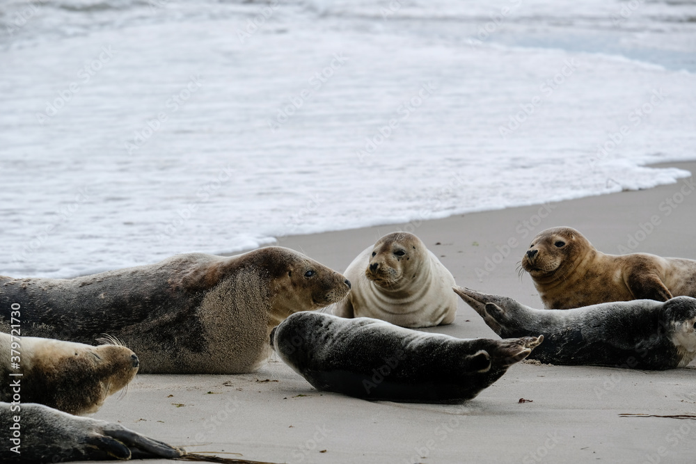 Fototapeta premium Resting seals in Grenen were the north sea meets the baltic sea, Skagen, Denmark, Europe