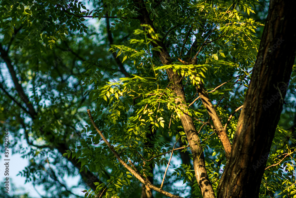 Fototapeta premium Hojas de árbol