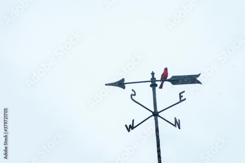 A Cardinal On a Directional Weathervane on a Blue Sky