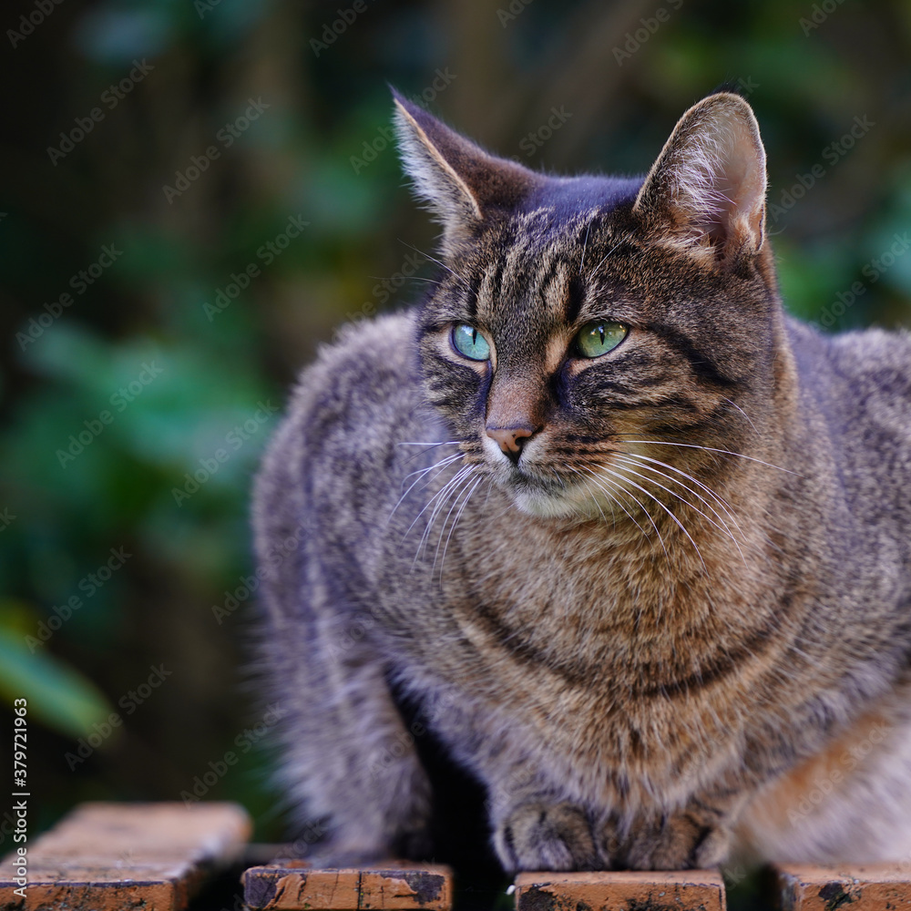 Tabby Cat Watching from a Garden Table