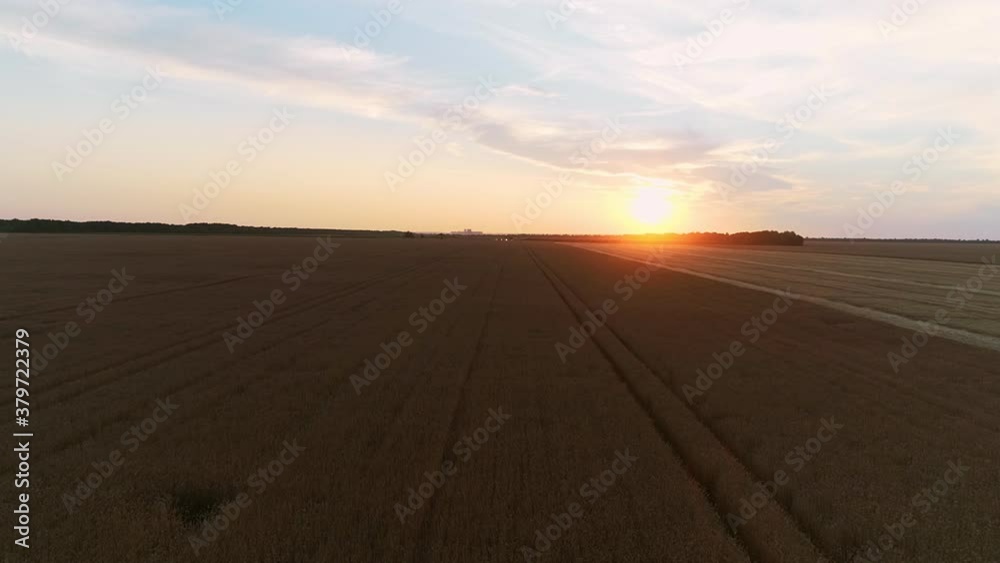 Aerial shot of sunset on wheat field