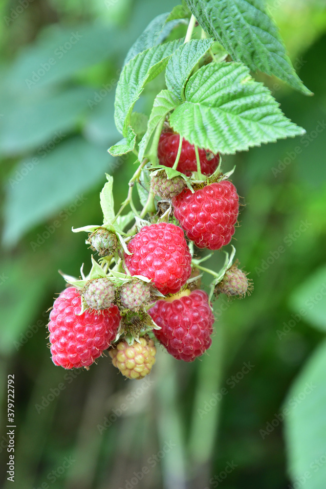 Many ripe res raspberries on the bush