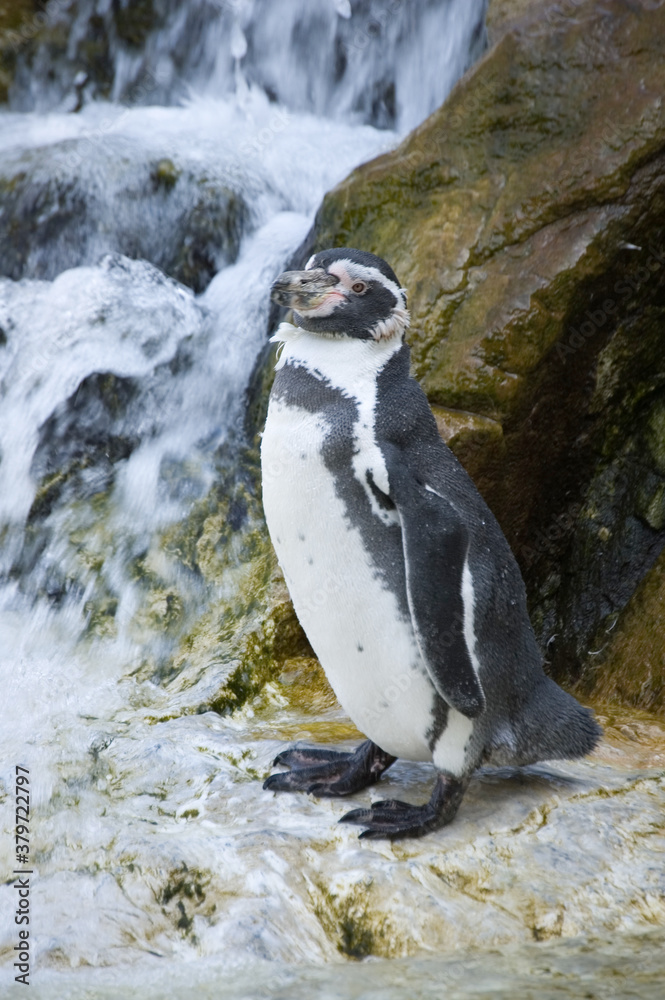 Obraz premium Pinguin