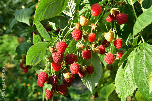 Fotografie Many ripe res raspberries on the bush