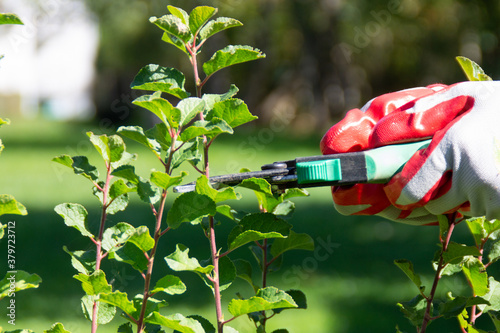 Pruning of a fruit tree branch with garden secateurs in the autumn garden. Woman gardener works in the garden. photo