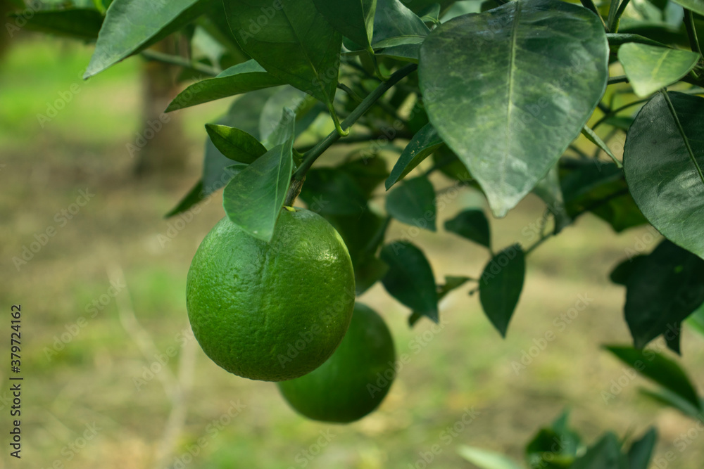 Malta green and yellow fruit is enriched with vitamin C Malta green and yellow fruit is enriched with vitamin C