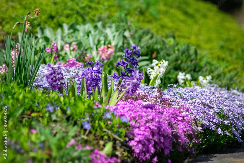 Obraz premium A Tall Purple Flower Amidst a Patch of Multicolored Flowers