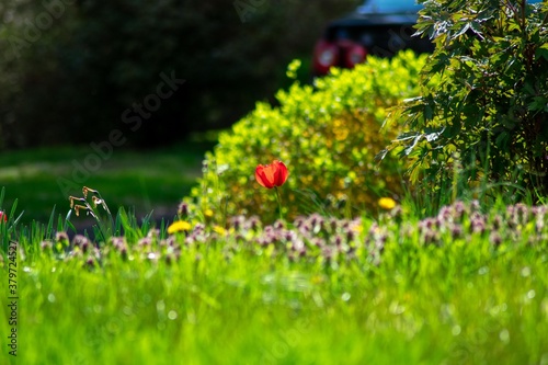 Fototapeta Naklejka Na Ścianę i Meble -  A Single Red Tulip Standing Tall in a Field of Grass