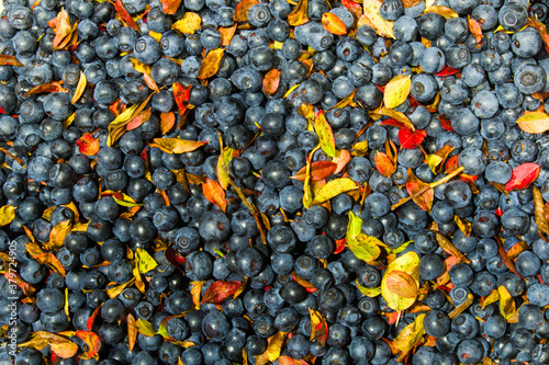 background made of freshly picked blueberries and leaves