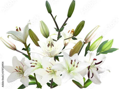 white lily lush bush with blooms and buds