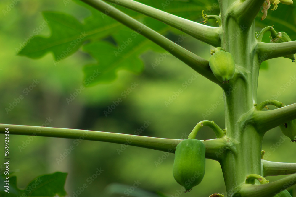 Obraz premium Fresh Green Papaya that the fruit of the angels