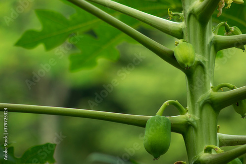 Fresh Green Papaya that the fruit of the angels