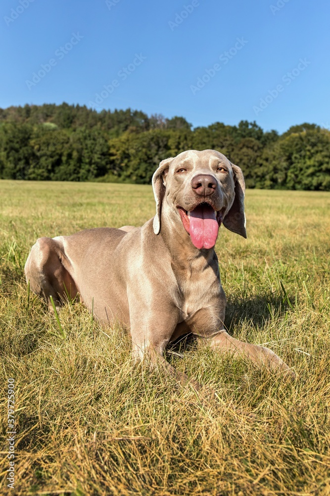 Profile portrait of a dog of breed Weimaraner on the green lawn. Purebred Weimaraner dog outdoors in the nature on grass meadow on a summer day.