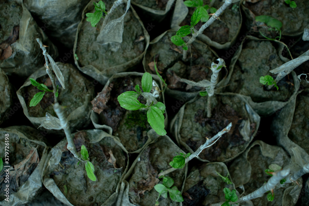 Fototapeta premium Apple kul or boroy Large seedlings plants