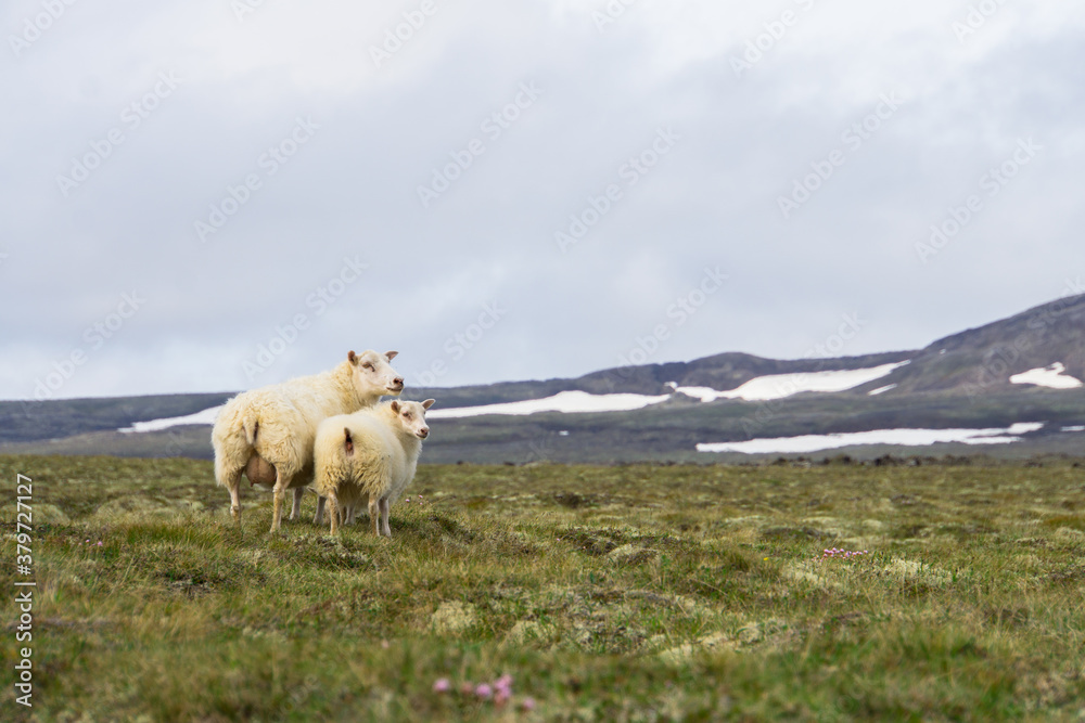 Sheep With Lamb on Grass Looking Into Camera With Snow-Capped Mountain Scenery in the Highlands in Iceland Sheep With Lamb on Grass Looking Into Camera With Snow-Capped Mountain Scenery in the Highlands in Iceland