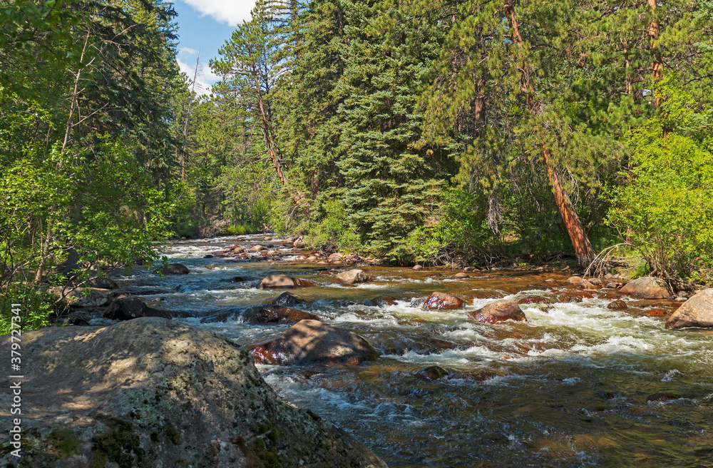 Obraz premium Mountain Stream Running Through the Pine Forest