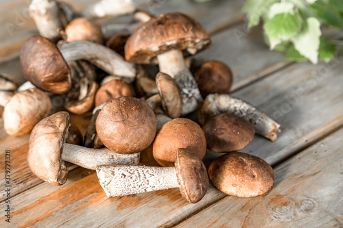 group of forest white edible mushrooms on a wooden table.