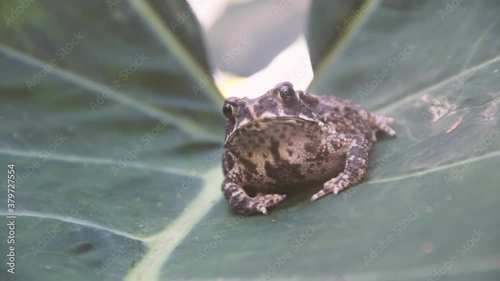 Evergreen Toad Vidéo Stock Ferguson's toad (Bufo fergusonii) in past Schneider's ...