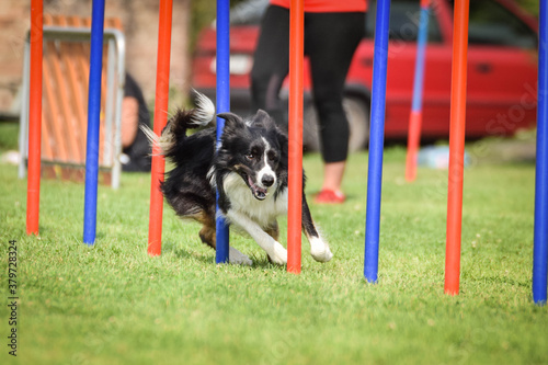 Lovely tricolor Border collie is running slalom on czech agility competition slalom. Dogs love it!