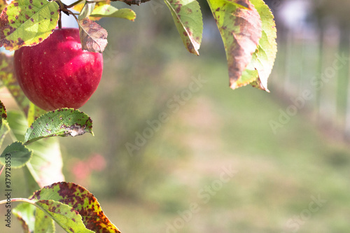 Roter Apfel am Baum