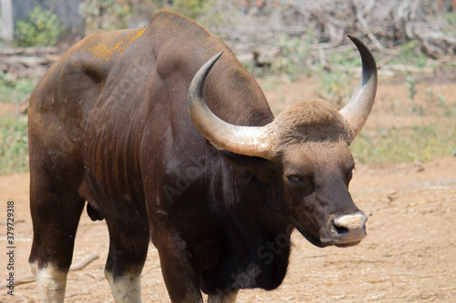 Indian bison (Gaur) in the national park