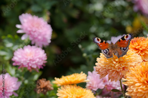 Schmetterling auf Blumen