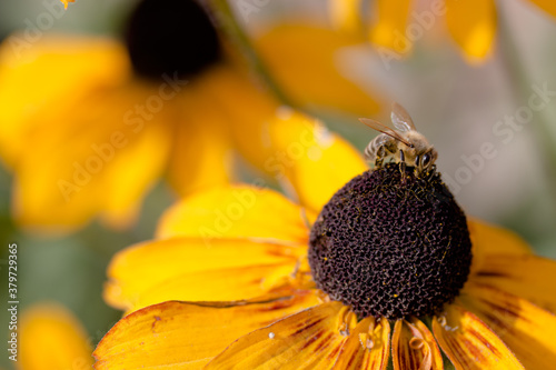 Honigbiene beim bestäuben