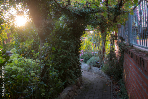 Sonnenschein im Weingarten