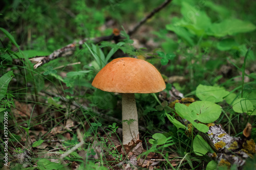 Big boletus. Photo of autumn mushrooms in the forest among the grass and foliage.