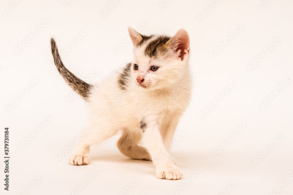 adorable little cute cat kitten isolated adorable little cute cat kitten isolated