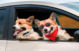 two funny fashionable Corgi dogs poked out their muzzles in the window of a passing car